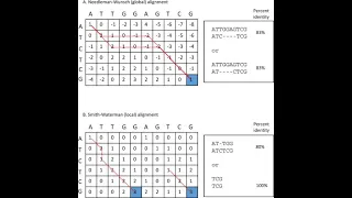 Example Pairwise Sequence Alignment Dynamic Programming