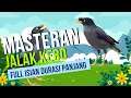 Download Lagu Suara Masteran Burung Jalak Kebo Full Isian Durasi Panjang