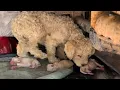Download Lagu Mother dog crying and begging for some milk for her puppies under the truck