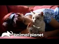 The Cutest and Most Beautiful Cat Breeds Cats 101 Animal Planet