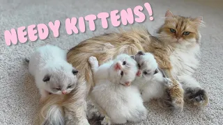 Kittens Require Two Moms To Care For Them