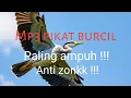 Download Lagu Suara pikat burung kecil paling ampuh !!! Buktikan !!!