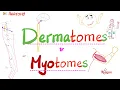 Dermatomes Myotomes - Anatomy Series