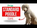 Standard Poodle Pros Cons What I Wish I Knew Before Getting One