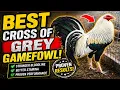 Best Cross of Grey breed