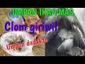 Download Lagu UMPAN IKAN MAS Clom giriwil ( Umpan dadakan)