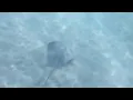 San Diego seeing an increase in people getting stung by stingrays NBC 7 San Diego