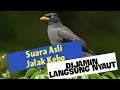 Suara Burung Jalak Kebo Betina Asli / Call  Memanggil Jantan | Burung Macet Langsung Nyaut