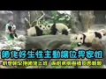 Download Lagu 7月13日 細佬今日好生性，喺樹橋同家姐狹路相逢，細佬主動移開patpat畀家姐過#大熊貓盈盈 #海洋公園熊貓BB #panda #babypanda