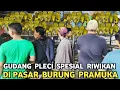 Lagu GUDANG PLECI !!! HARGA PLECI PILIHAN JANTAN RIWIKAN DI PASAR BURUNG PRAMUKA KIOS RAJA KICAU