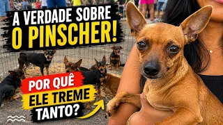 POR QUE O PINCHER TREME TANTO? 😳 Curiosidades sobre a raça