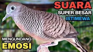 perkutut lokal gacor suara kung besar pancingan burung perkutut agar bunyi 