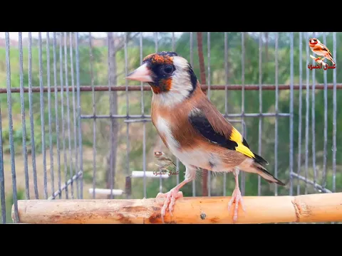 Download MP3 Song female goldfinch, to stimulate the male. And make him sing nonstop