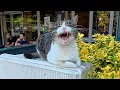 This Stray Cat Is So Happy to See Me She Can t Stop Meowing