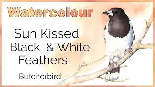 Download Painting sun kissed black and white feathers in watercolor // Australian Butcherbird 🌞 MP3