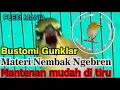 Download Lagu Masteran Pleci Nembak Panjang Paling di Cari!!!!