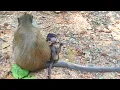 Cute baby monkey learns and explores curiously 😘