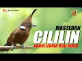 Download Lagu MASTERAN CILILIN GACOR SUARA JERNIH REAL VIDEO