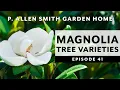 Types of Magnolia Trees How to Care for Them P Allen Smith 2020