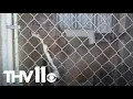 Jacksonville animal shelter works to reunite pets with families