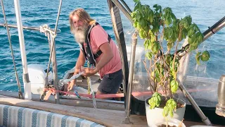 Ep 309 | Peanut Saves Us and Tows Us 160 Miles to Broome, Sailing Nutshell