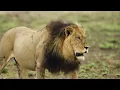 Wildlife Animals Relaxation Film 4K - Peaceful Relaxing Music - 4k Video UltraHD