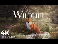 Wildlife Animals Relaxation Film 4K - Peaceful Relaxing Music
