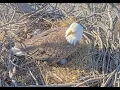 Blue Springs Eagle Cam