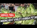 Download Lagu panen anakan Moonlight violet harga hemat