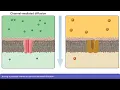 Detailed Animation on Facilitated Diffusion