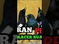 Download Lagu MASTERAN PEDAS!!!MASTERAN KACER SUARA RAPAT PILIHAN JURI #kicau #burung #masteran #kicaumania