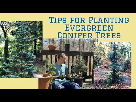 Download MP3 Tips for Planting Evergreen Conifer Trees: Tutorial