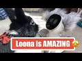 Download Lagu New Loona! We are amazed at the updates! Recognises herself in a mirror! #robot #aibo #loona #petbot