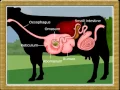 Life Process -Digestion in Ruminants-07