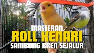 masteran roll burung kenari sambung bren ciblek sejalur 