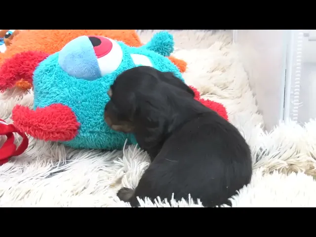 動画