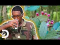 Download Lagu From Cactus To Cocktails RARE Prickly Pear Brandy | Moonshiners