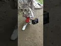Download Lagu AYAH AKU RINDU 😢 #kucinglucuterbaru #catlover #funny