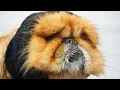 Ferocious mop attacks me and farts