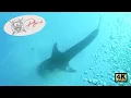 Download Lagu Diving with Giants: Diving with Whale Shark in the Red Sea near Marsa Alam, Egypt! 🌊🤿