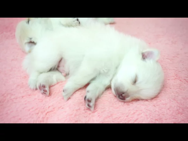 動画