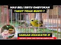 Download Lagu PENGEN RAWAT SIRTU OMBYOKAN TAPI TAKUT TIDAK BUNYI❓PASTI BELUM NONTON VIDEO INI❗