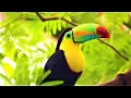 Download Lagu 🐦🌴 EXOTIC BIRDSONG - Birds sound in jungle - Tropical forest - Nature , parrot , toucan , Amazonia