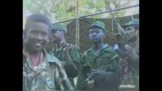 الدبابين أسود الغابة 