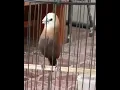 Download Lagu Si kicau Burung emprit kaji Rasa Kenari