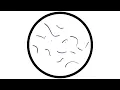 PAWSA - ROLL PLAY