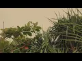 My Sweet Hometown - Reese Lansangan | Ayumi Ginanjar (Unofficially Video)