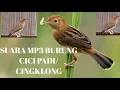 Download Lagu Suara Burung Cici Padi Gacor untuk Pikat atau Masteran | Masteran/Pikat Burung Cingklong
