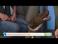 Idaho Today The latest adoptable pet at the Idaho Humane Society
