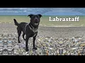 7 Things To Know Before Buying Labrastaff Labrador Retriever Staffordshire Bull Terrier Mix